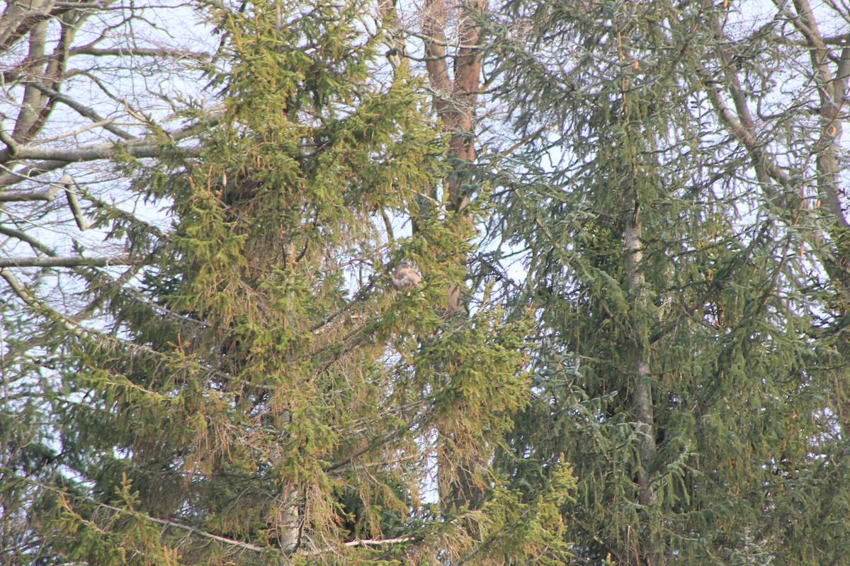 Common Buzzard - ML650967963