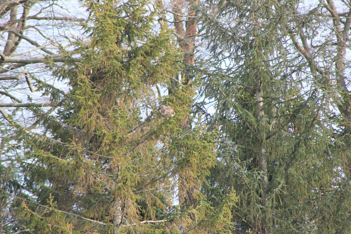 Common Buzzard - ML650967977