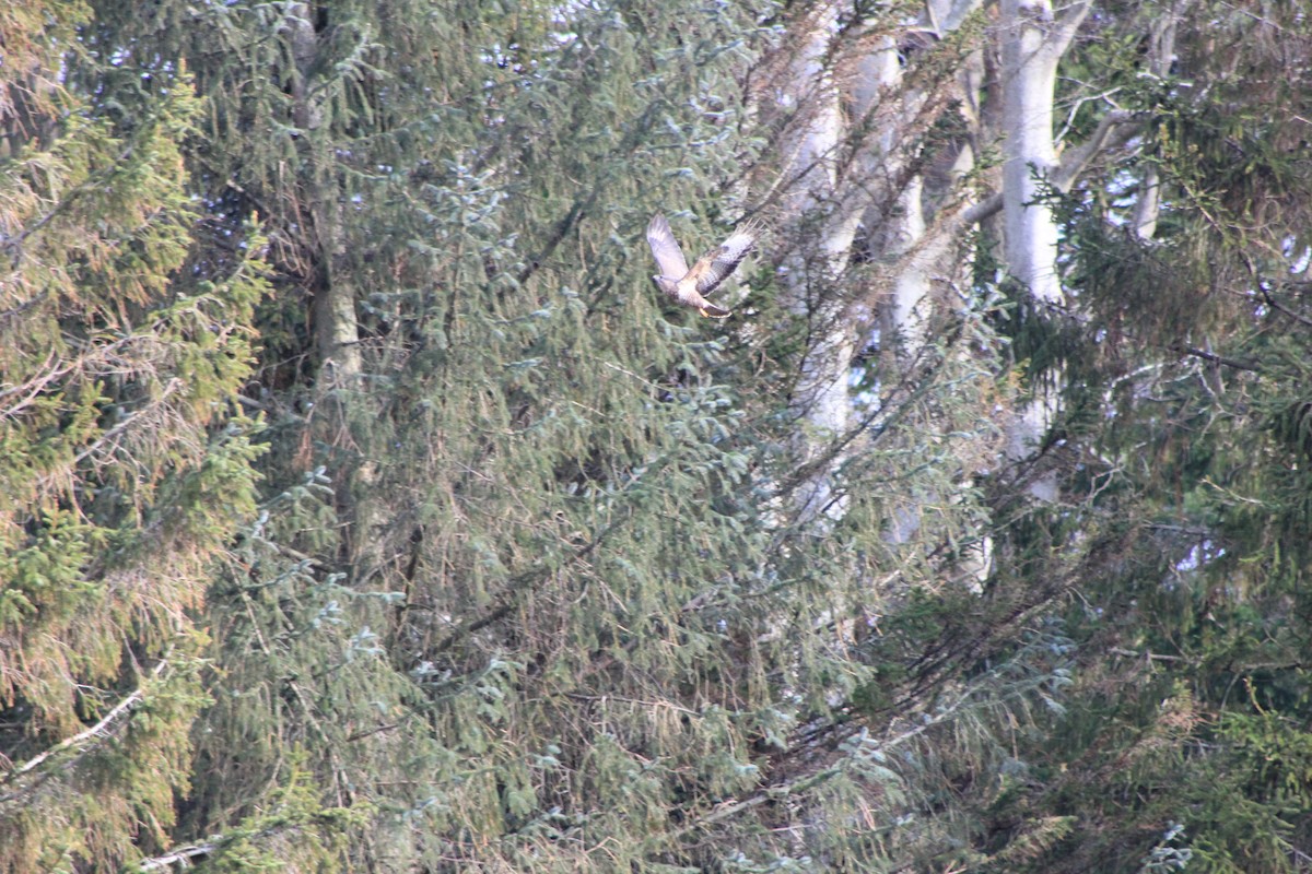 Common Buzzard - ML650967987