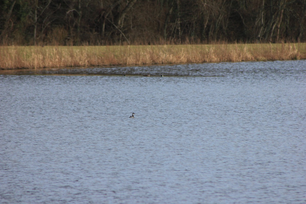 Horned Grebe - ML650967993