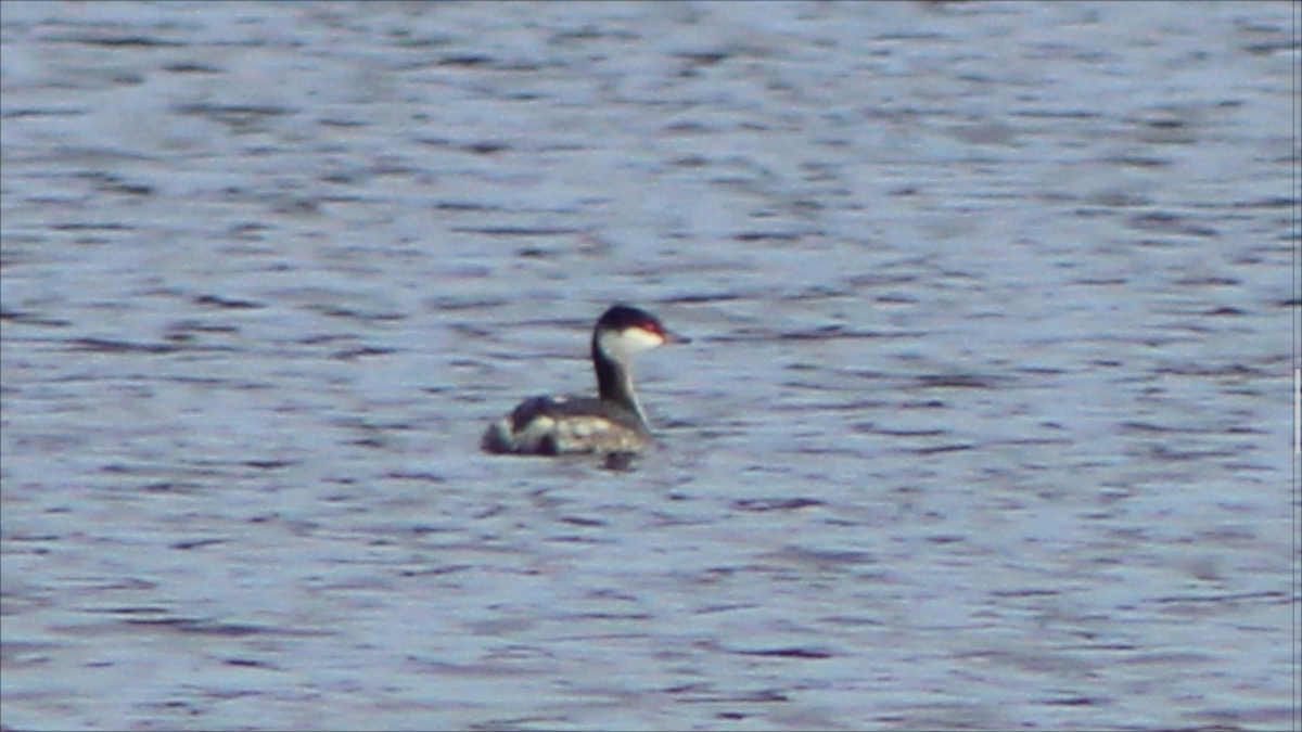 Horned Grebe - ML650968076