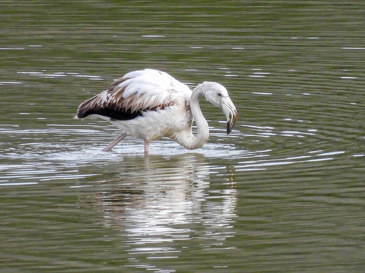 Fenicottero - ML650968117