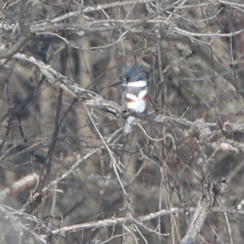 Belted Kingfisher - ML650968118