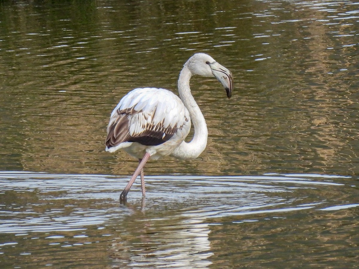 Fenicottero - ML650968120