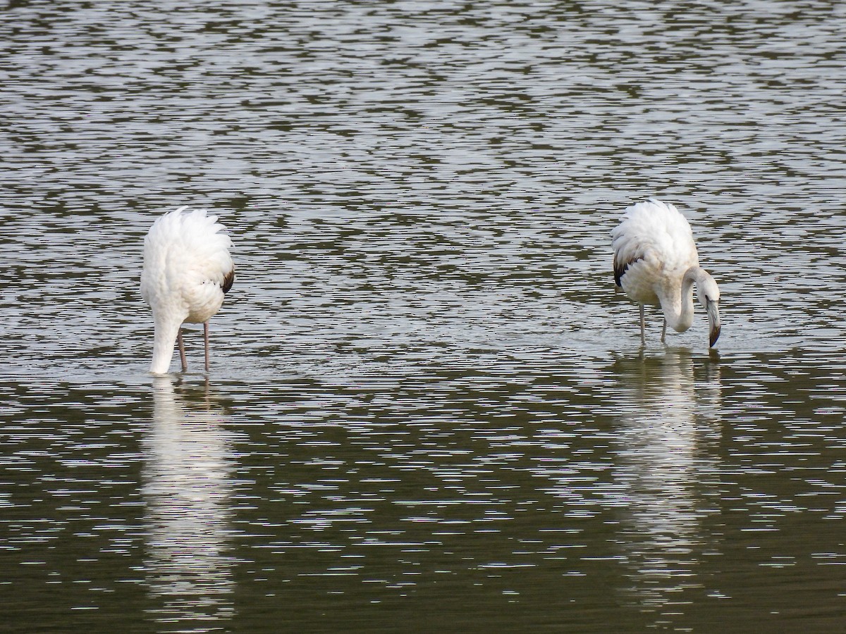 Fenicottero - ML650968122