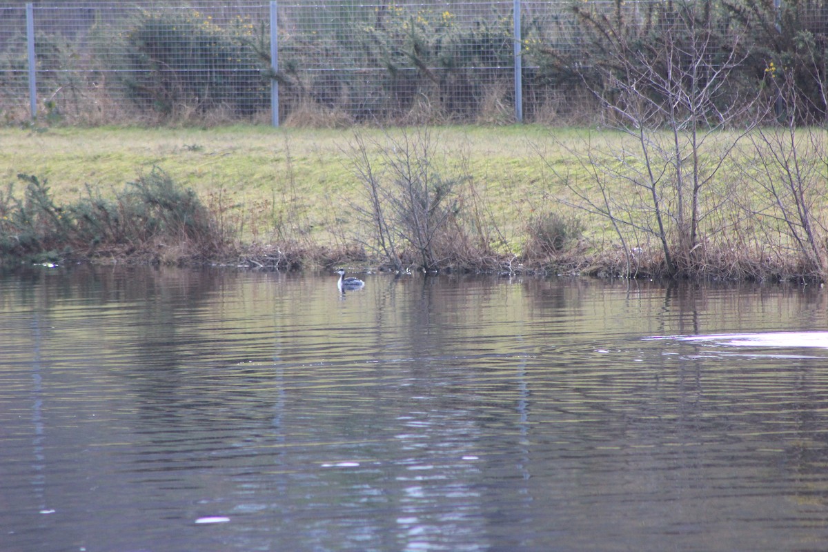 Horned Grebe - ML650968216