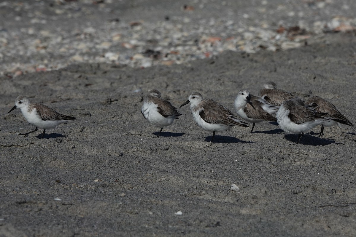Песчанка - ML650968316