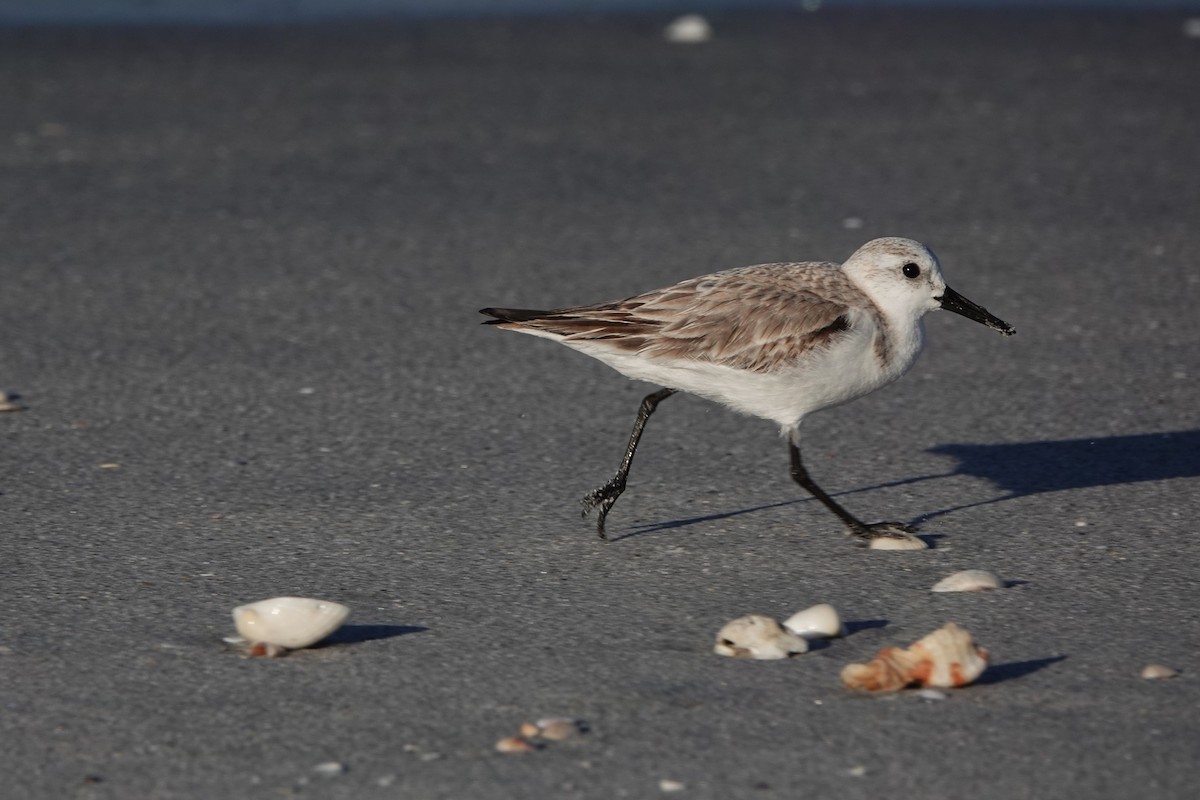 Песчанка - ML650968317
