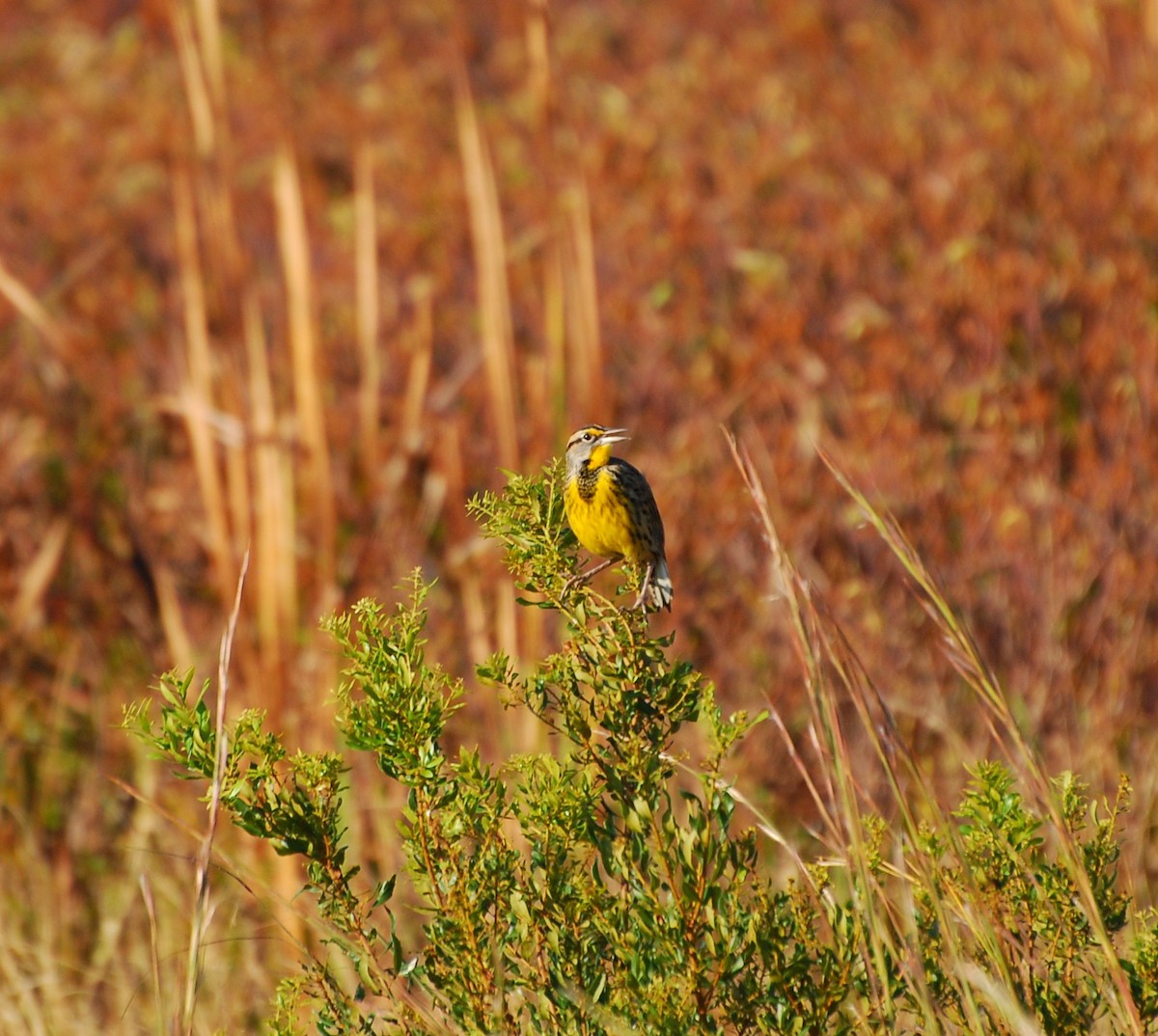 ヒガシマキバドリ - ML650968717