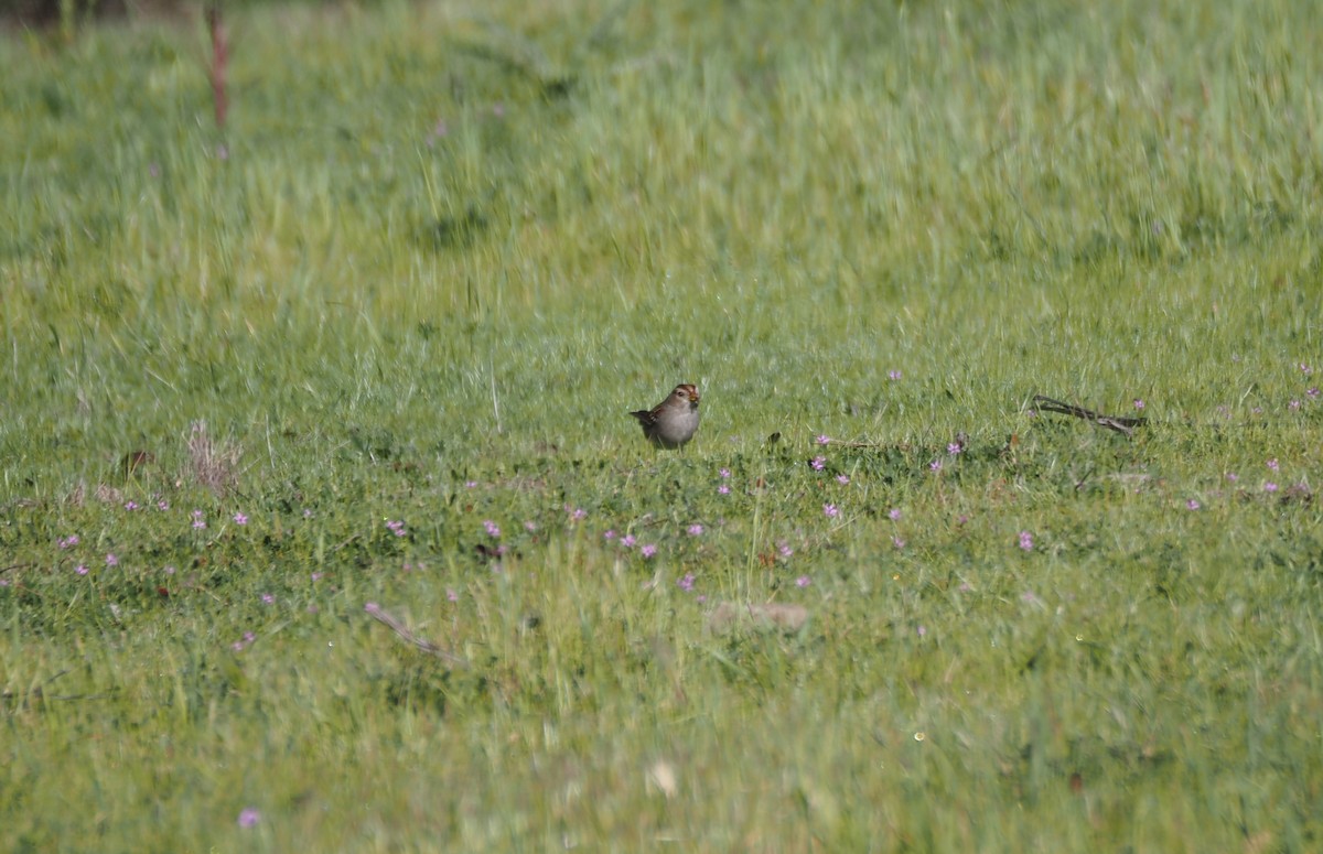 Dachsammer (gambelii) - ML650968736