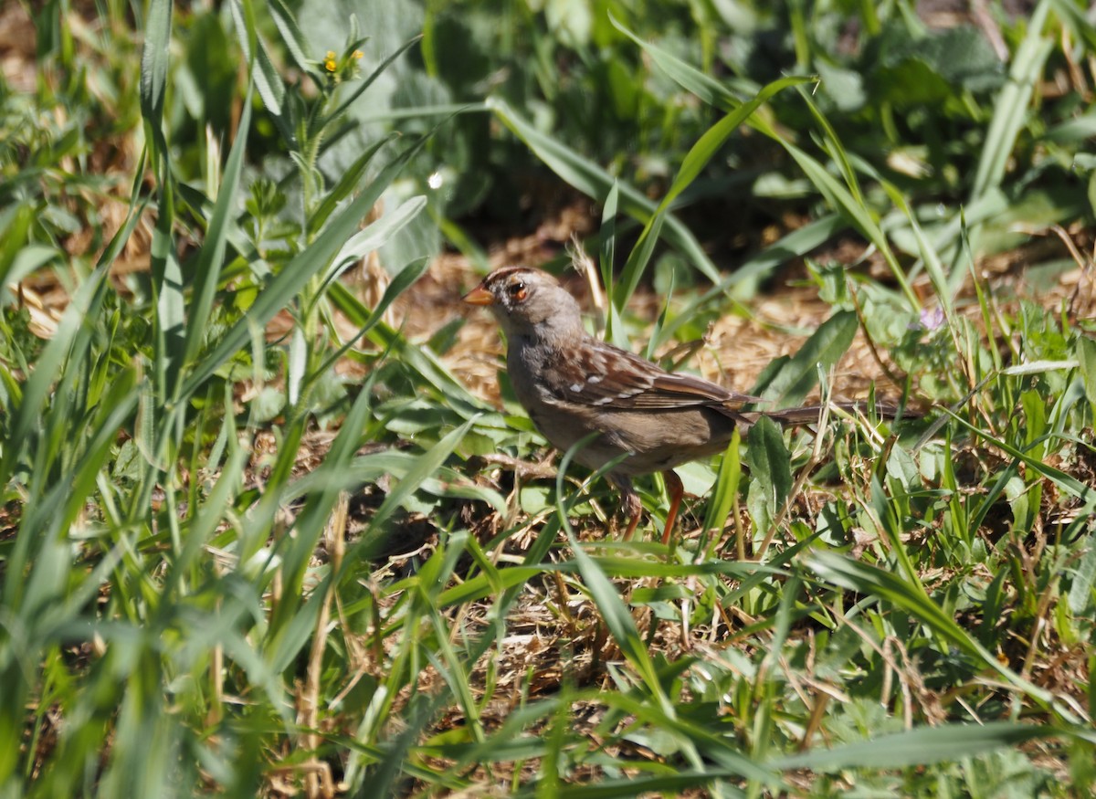 Dachsammer (gambelii) - ML650968737