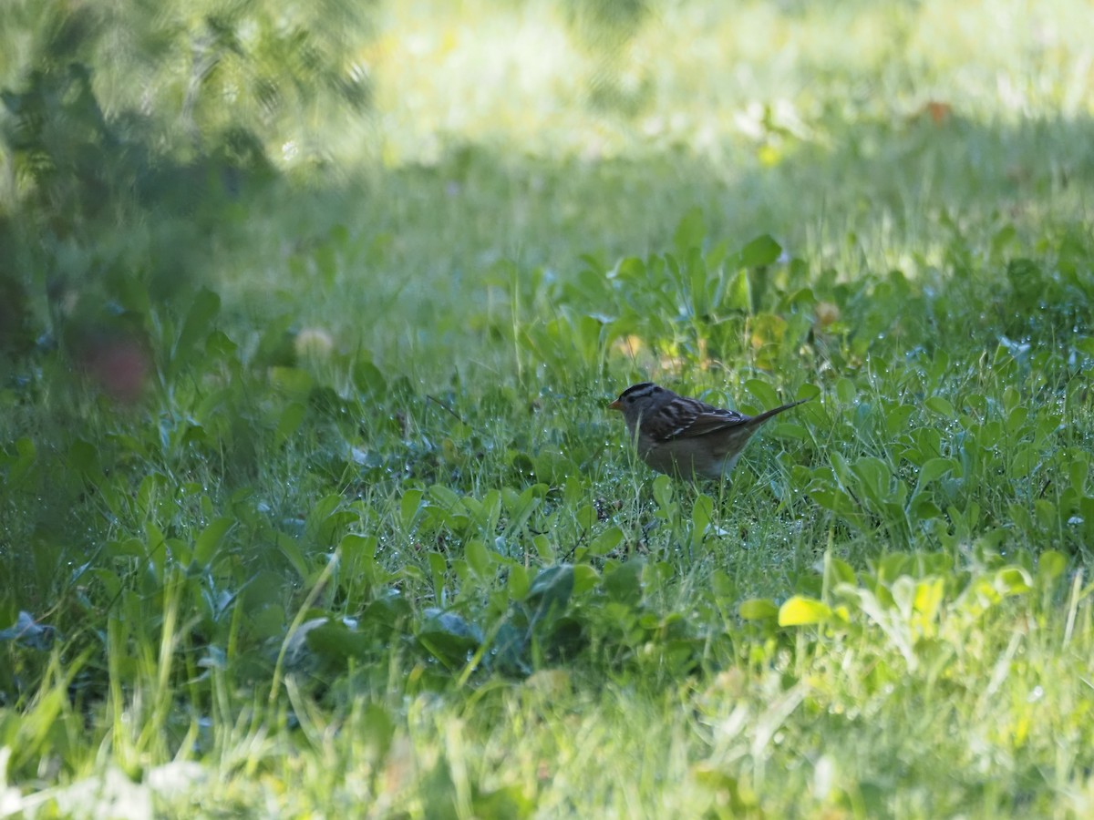 Dachsammer (gambelii) - ML650968738