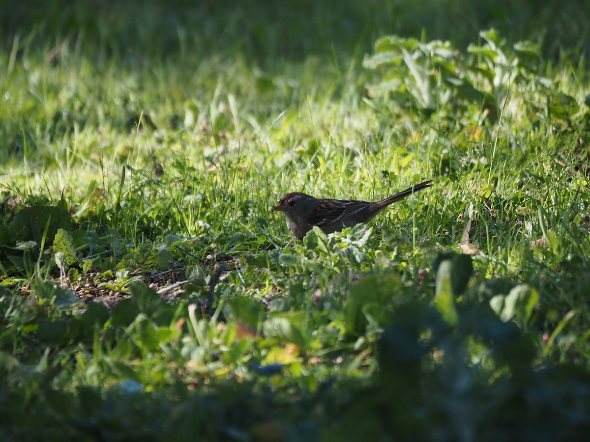 Dachsammer (gambelii) - ML650968739