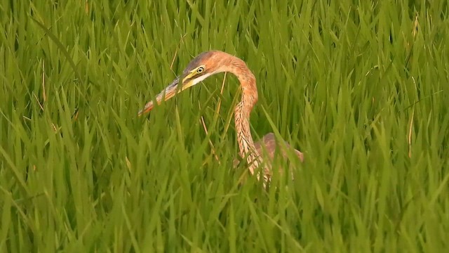 Рыжая цапля - ML650968774