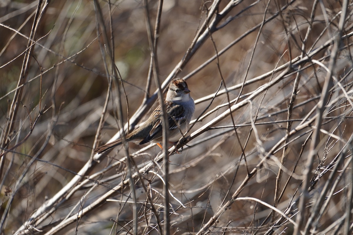 Dachsammer - ML650968998