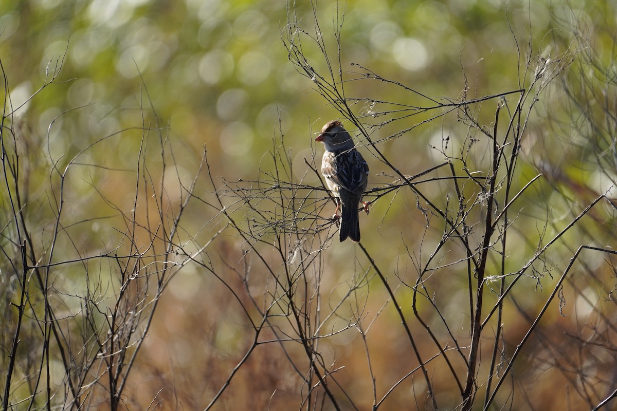 Dachsammer - ML650969053