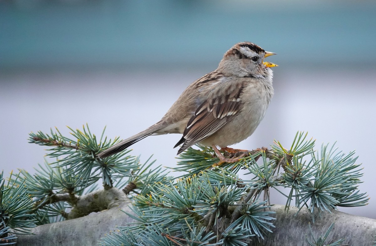 Dachsammer - ML650969192