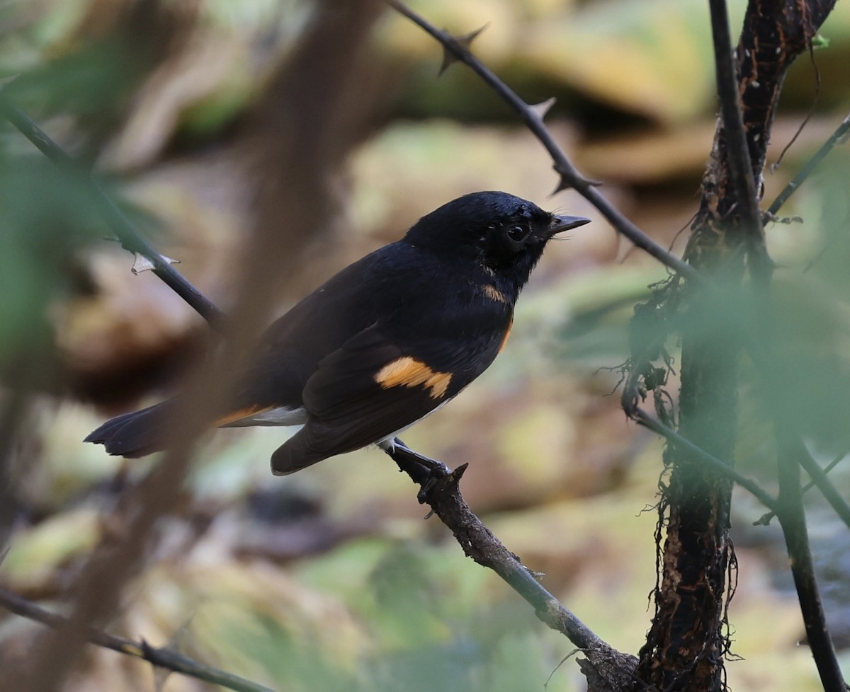 American Redstart - ML650969244