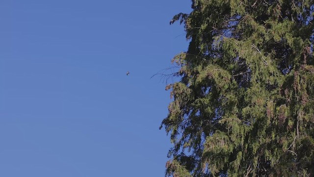 Ruby-crowned Kinglet - ML650969320