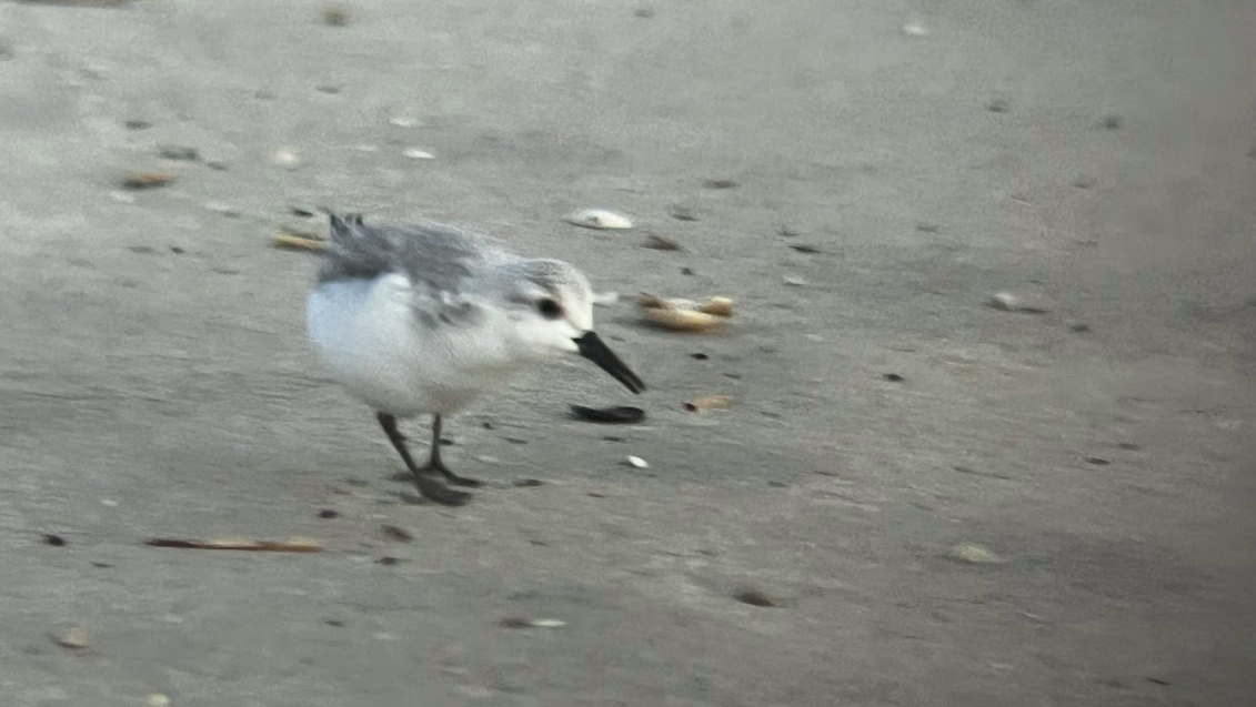 Песчанка - ML650969394