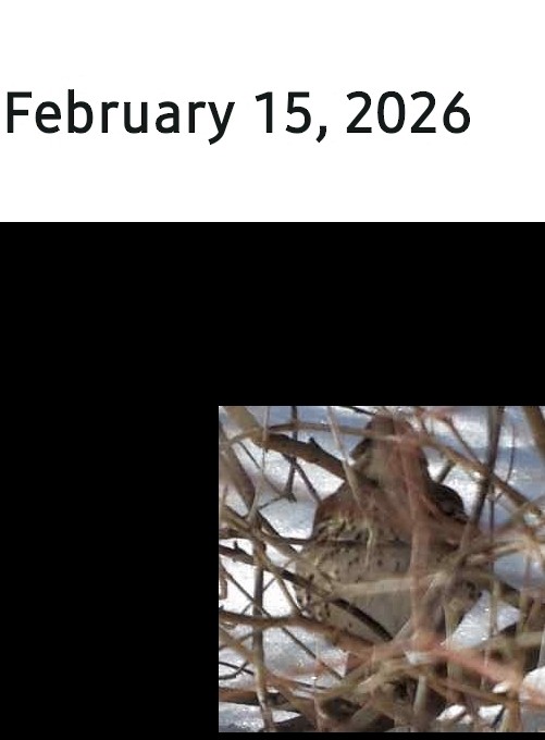 Brown Thrasher - ML650969777