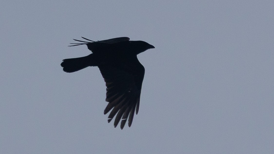 ウオガラス - ML650970018