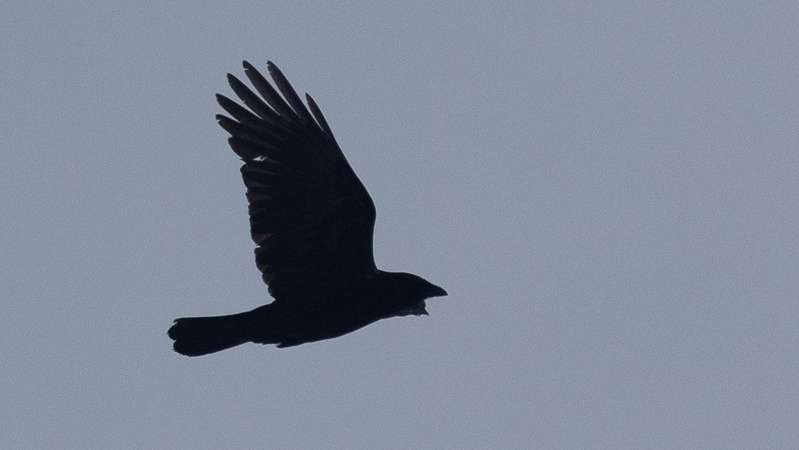 ウオガラス - ML650970019