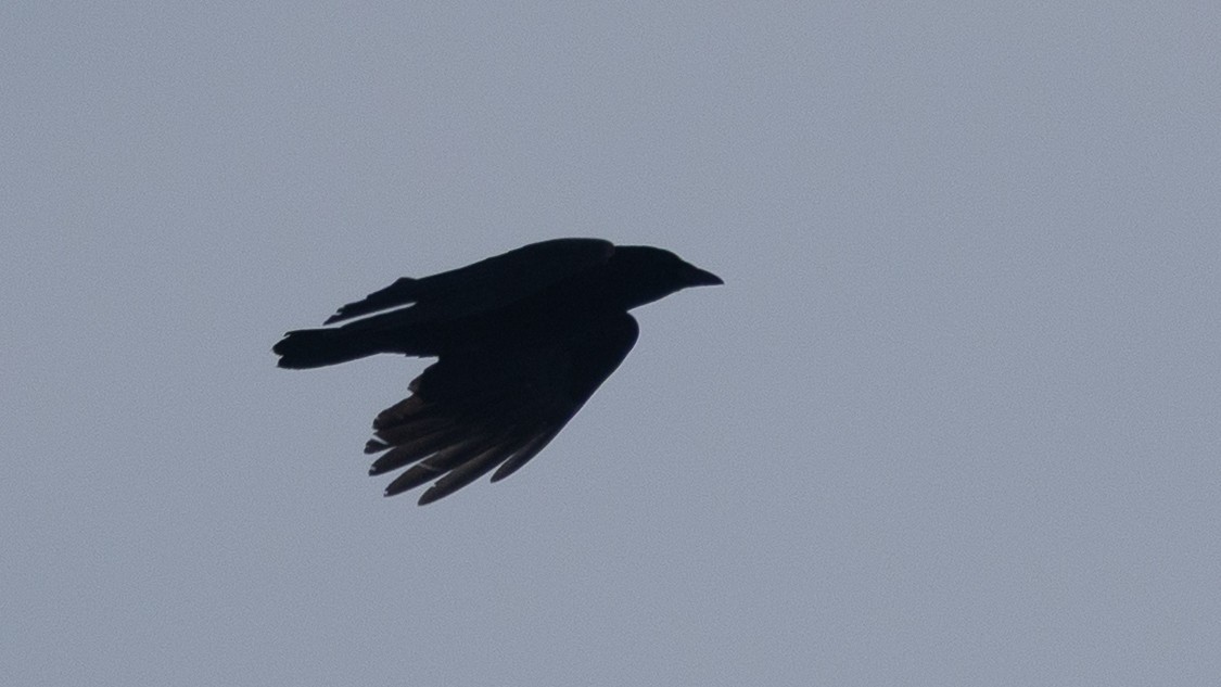 ウオガラス - ML650970020