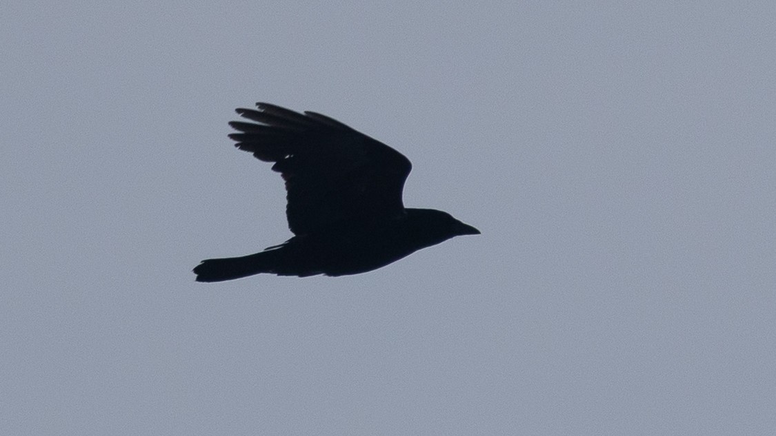 ウオガラス - ML650970021