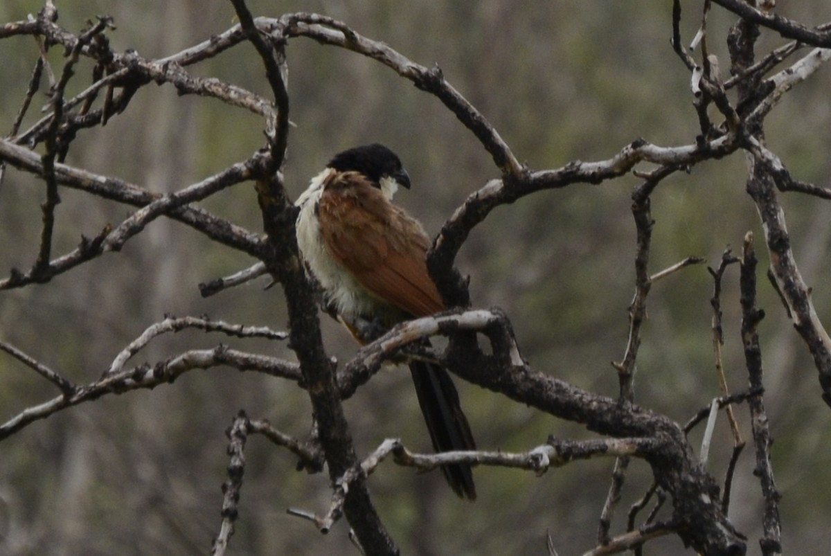 Burchell Kukalı - ML650970224