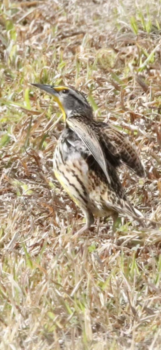 ヒガシマキバドリ - ML650970279