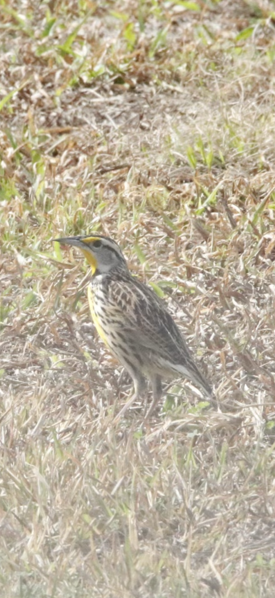 ヒガシマキバドリ - ML650970280