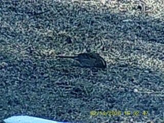 Dachsammer - ML650970286