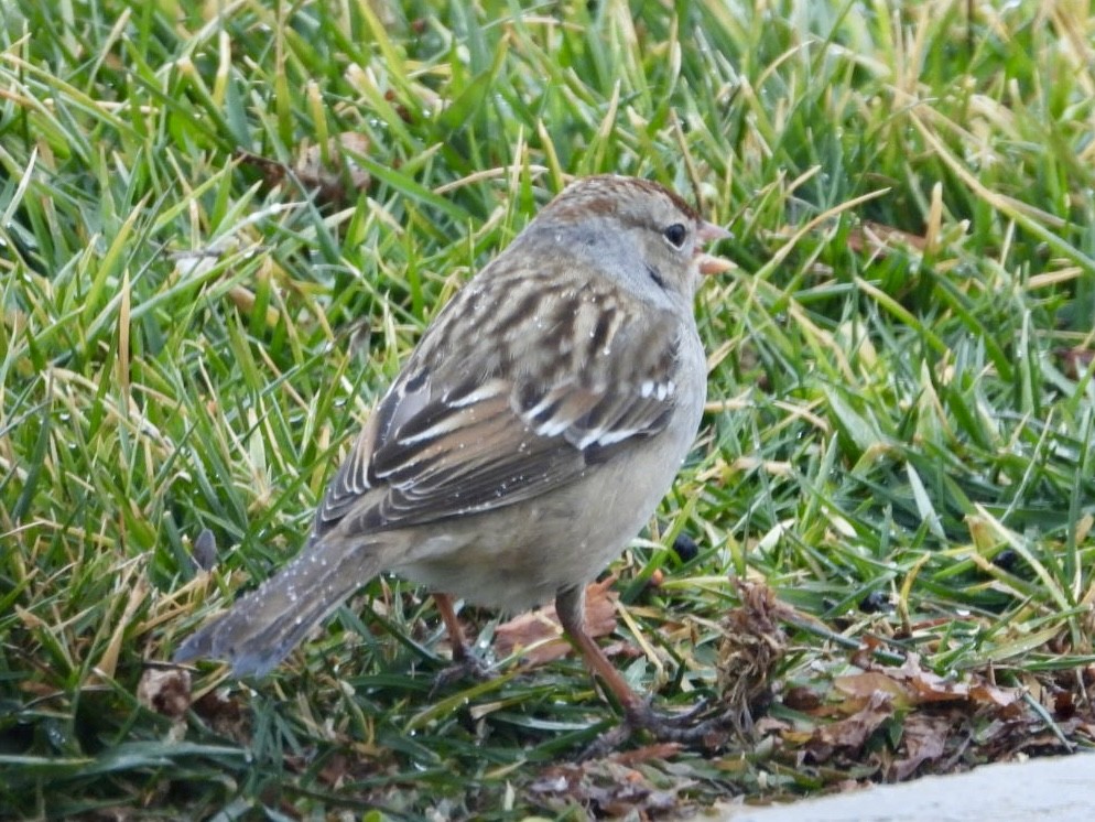 Dachsammer - ML650970309