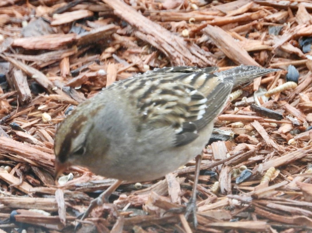 Dachsammer - ML650970310