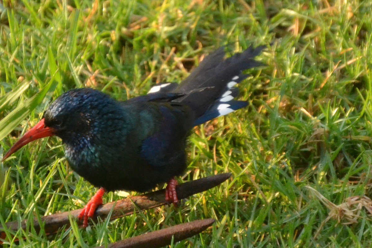 Green Woodhoopoe - ML650970435