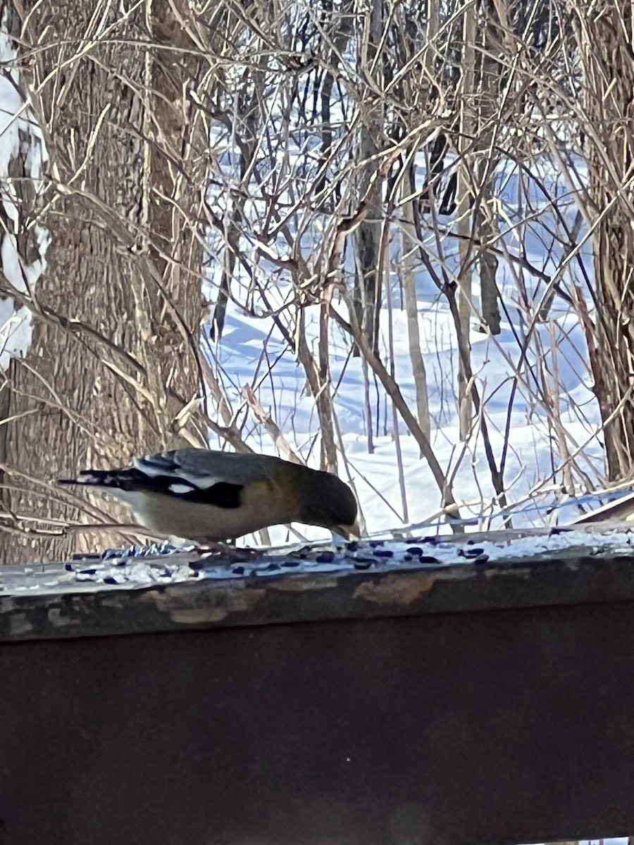 Evening Grosbeak - ML650971158