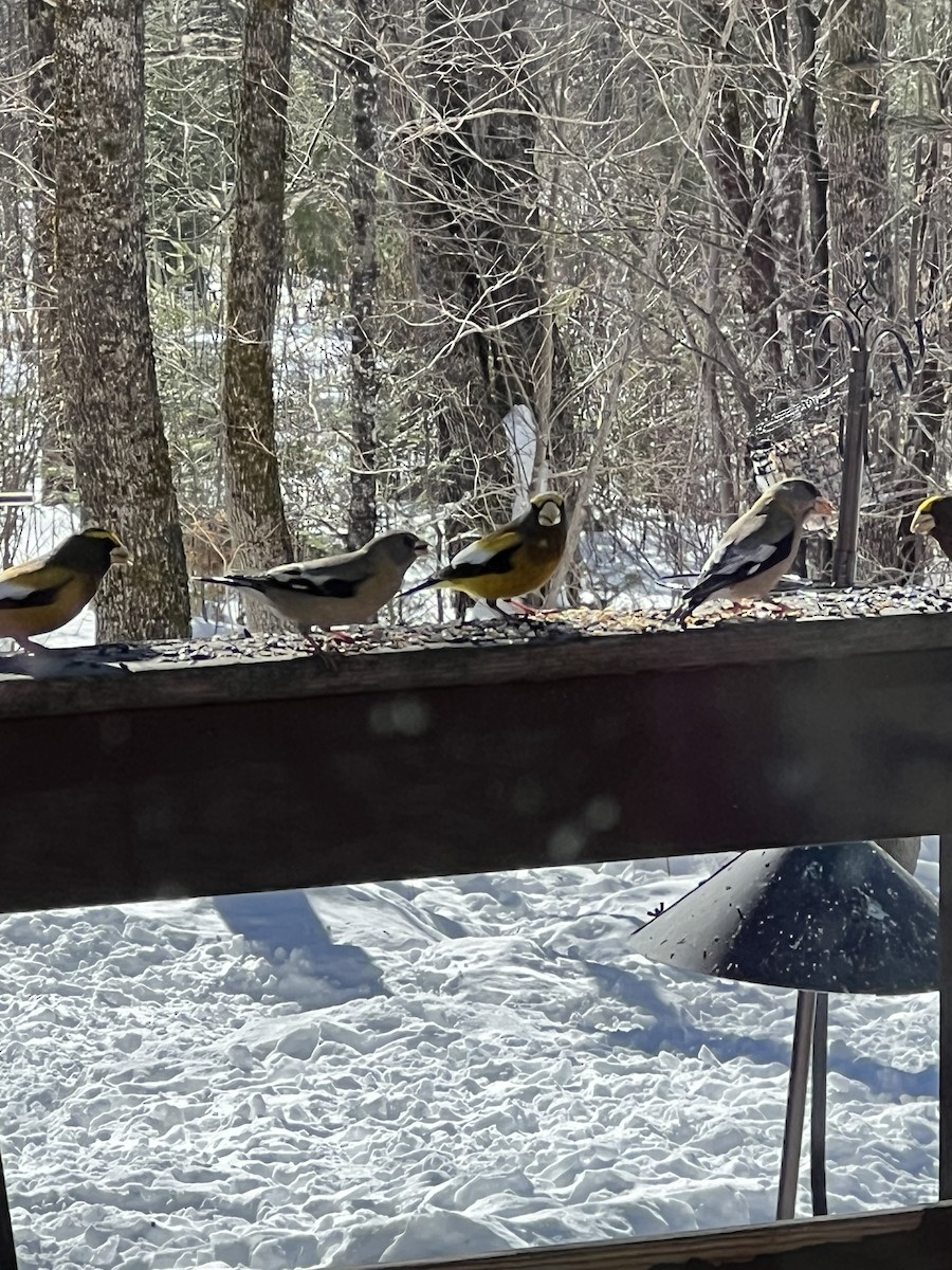 Evening Grosbeak - ML650971159