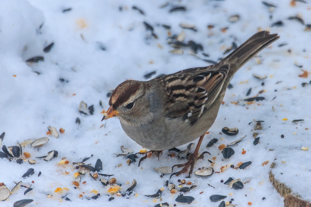 Dachsammer - ML650971218