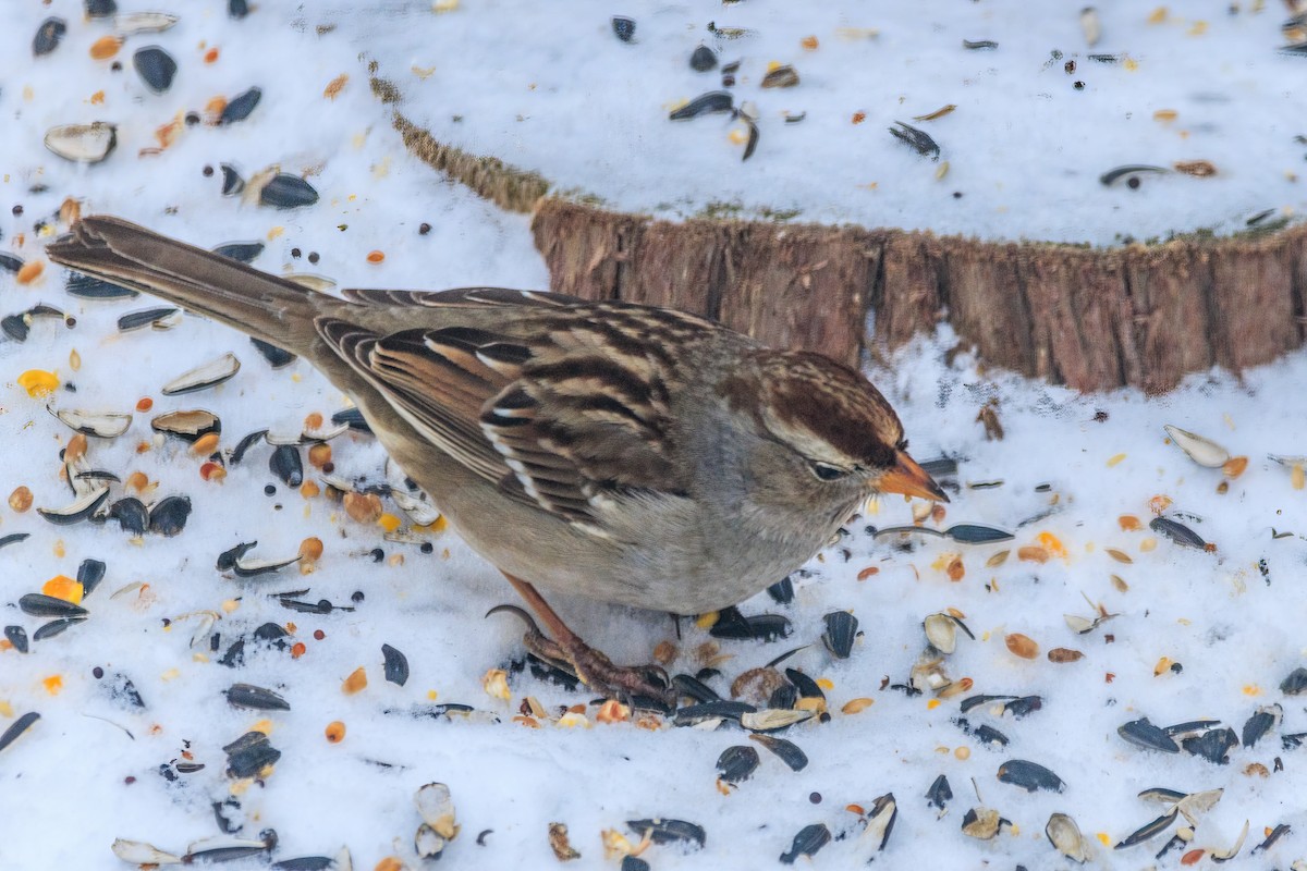 Dachsammer - ML650971219