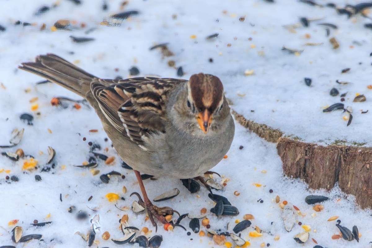 Dachsammer - ML650971220