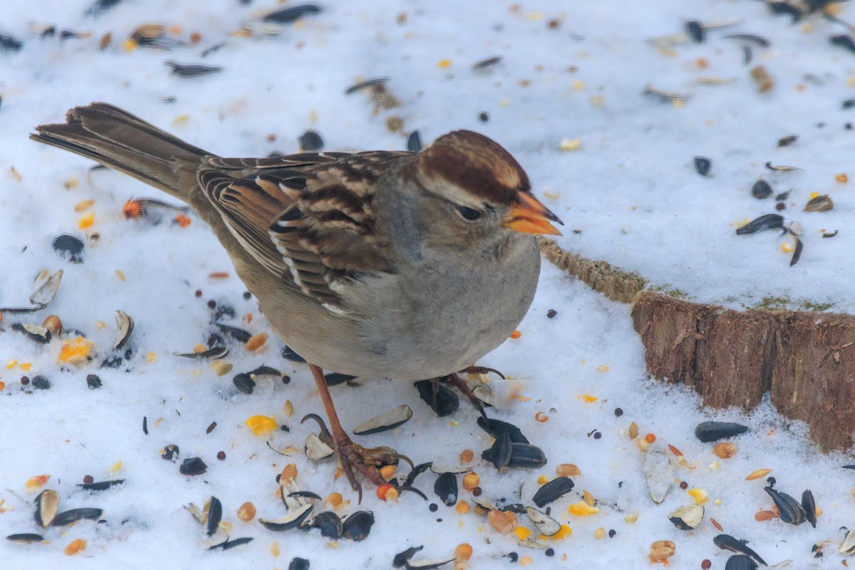 Dachsammer - ML650971221