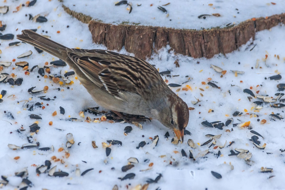 Dachsammer - ML650971225