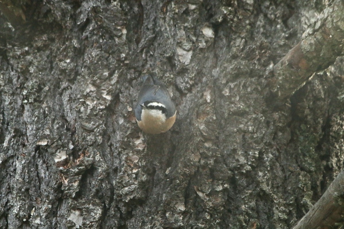 Rotbrustkleiber - ML650971238