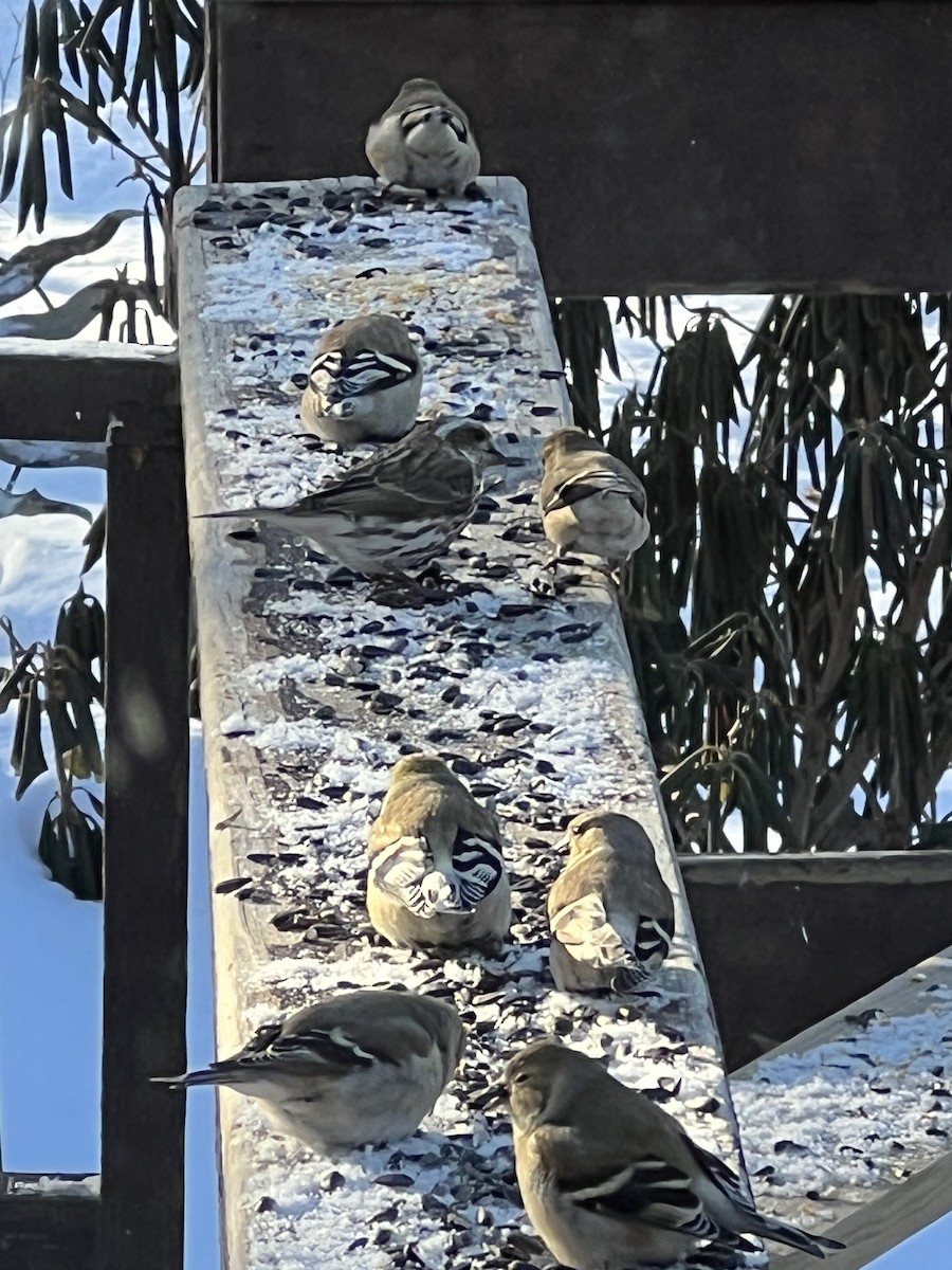 American Goldfinch - ML650971241