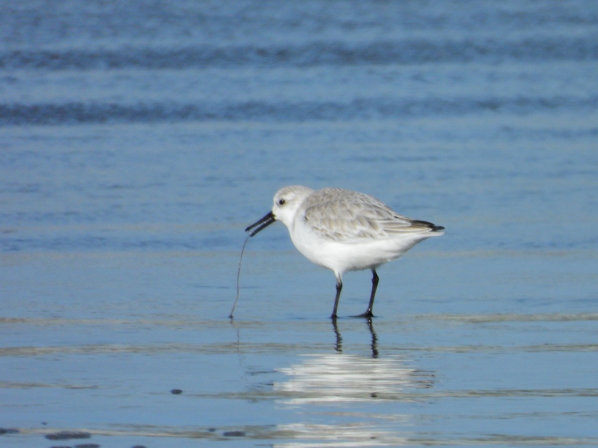 Песчанка - ML650971412