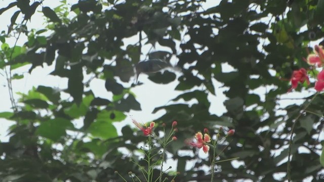 White-necked Jacobin - ML650971858