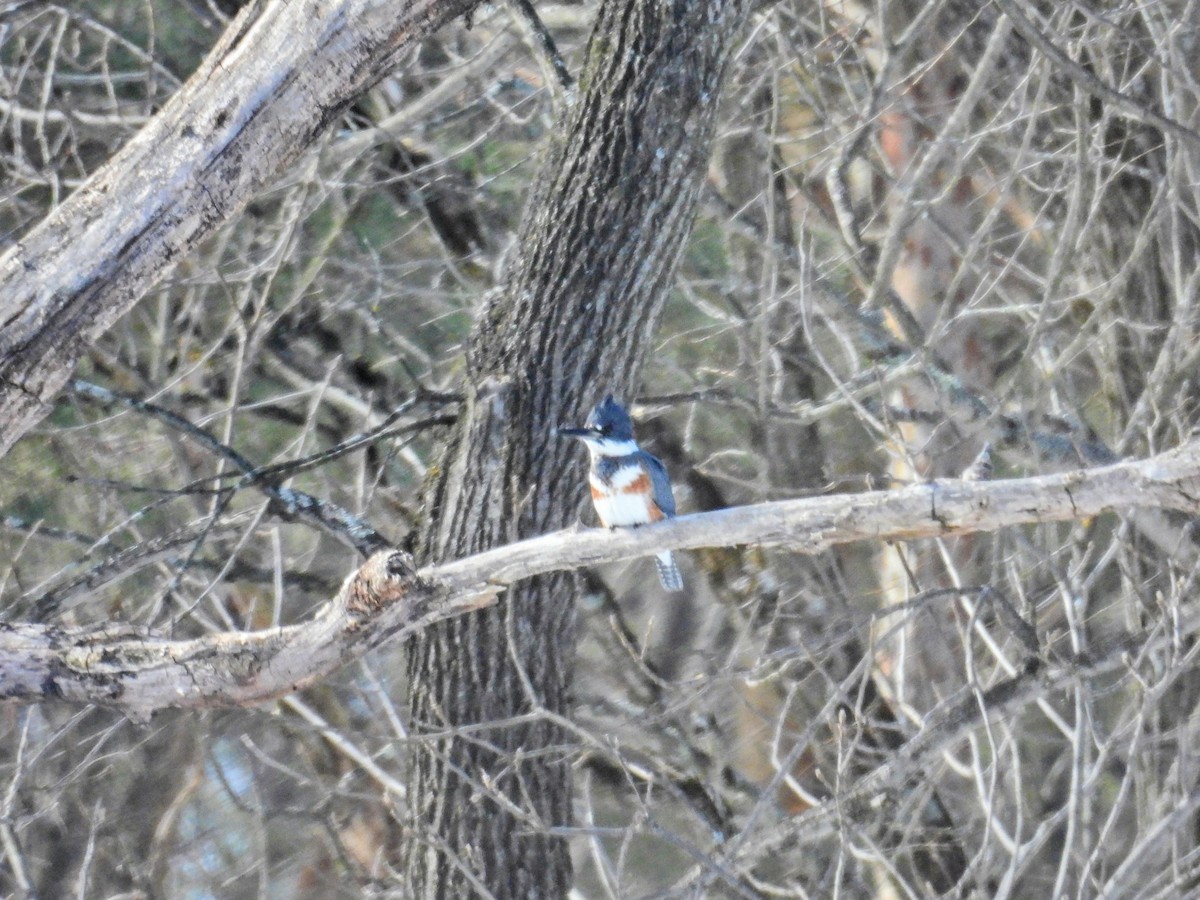 Belted Kingfisher - ML650971933