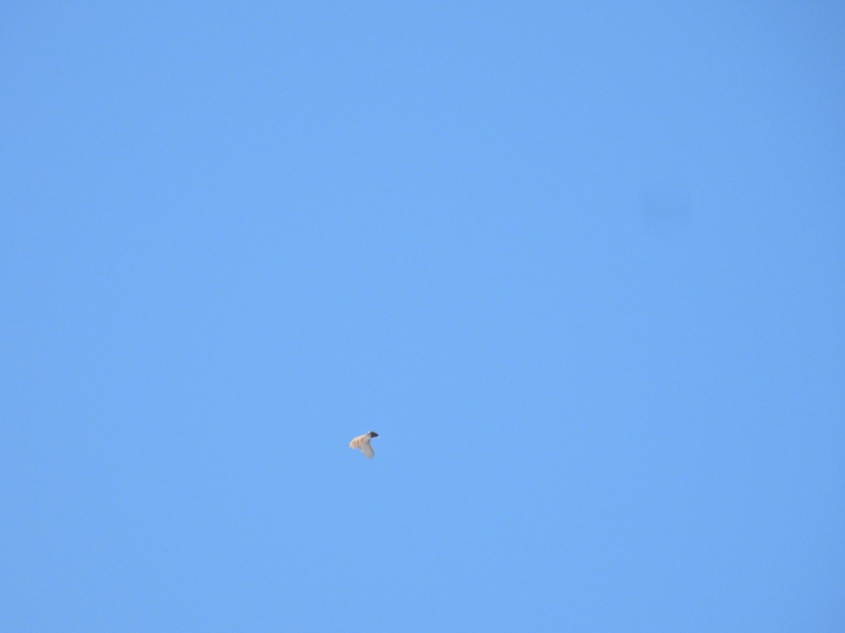 Horned Lark - ML650972010