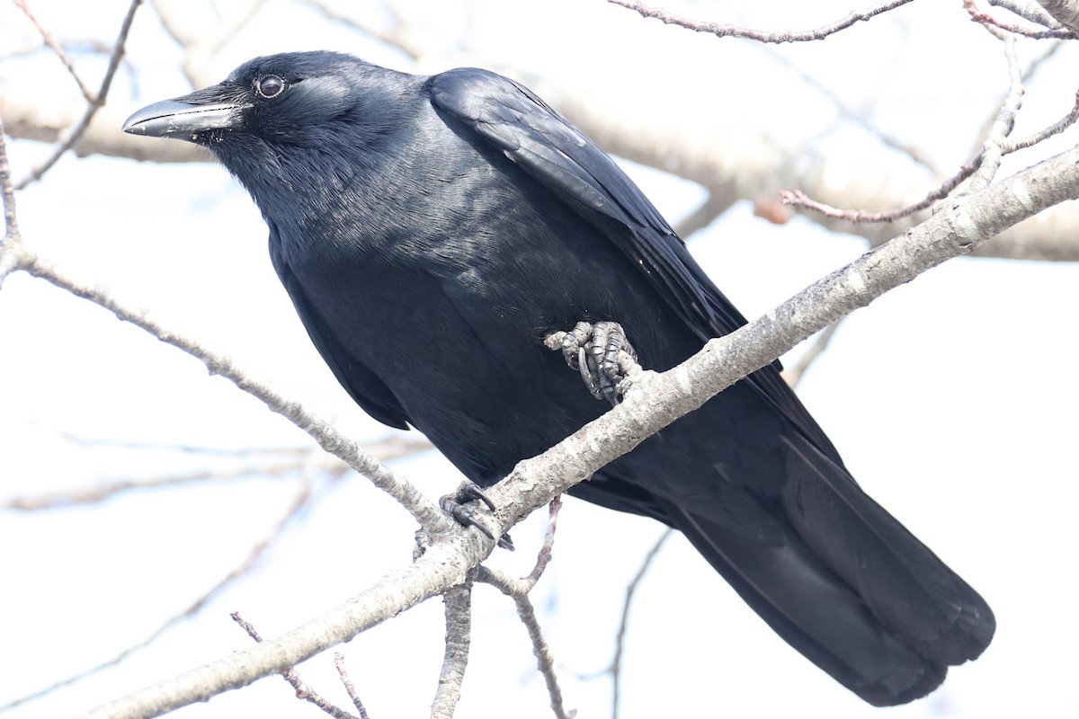 ウオガラス - ML650972514